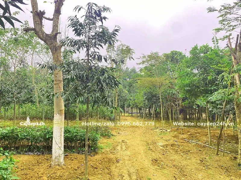 Kim Giao Núi Đá được trồng xen với các loại cây công trình khác