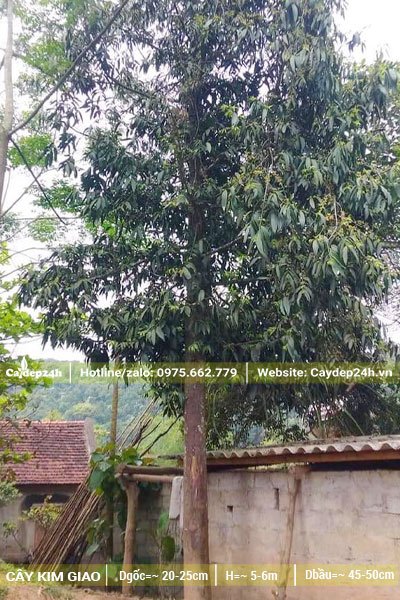 Một cây Kim Giao cao lớn, đk gốc từ 10 - 15cm