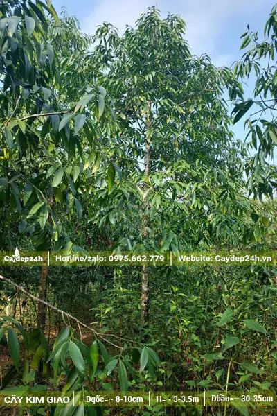 Kích thước cây Kim Giao công trình lâu năm, đk gốc 8 - 10cm