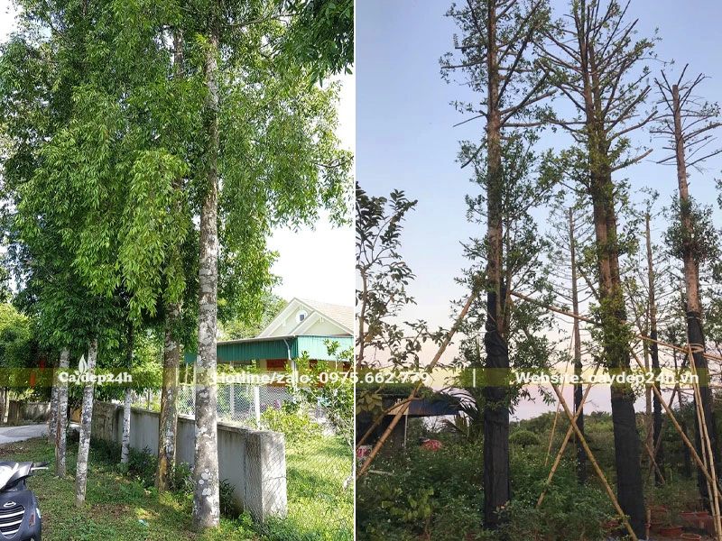 Hình ảnh cây Kim Giao công trình gốc lớn đk 15 - 20cm, có cả cây đánh thẳng và dâm ủ kỹ