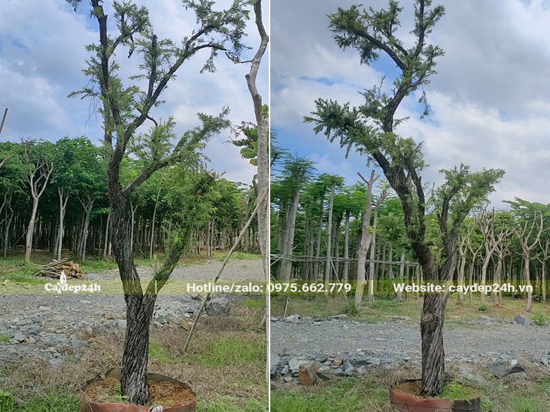 Liễu Đỏ cổ thụ đk gốc gần 20cm