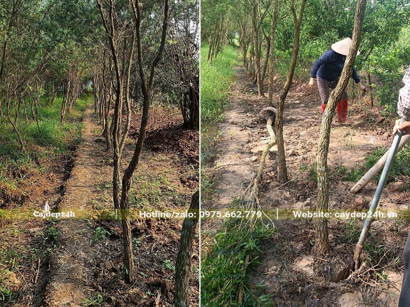 Hàng cây Liễu Đỏ đường kính gốc 8cm, đã được tuyển chọn , tỉa loại, kích thước rất đồng đều