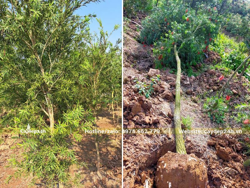 Bứng cây hoa Liễu Đỏ tại vườn, đk gốc khoảng gần 10cm