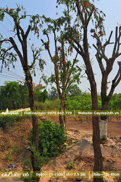 Thực hiện dâm ủ số lượng lớn Liễu Đỏ đk gốc 15cm