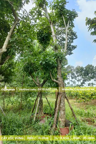 Sau khoảng 6 tháng dâm ủ cây Lộc Vừng đang ra cành lá mới