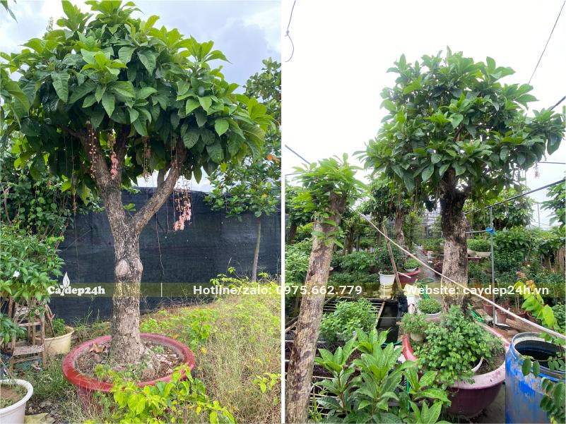 Trồng trong chậu cảnh là cây Lộc Vừng hoa trắng cổ thụ