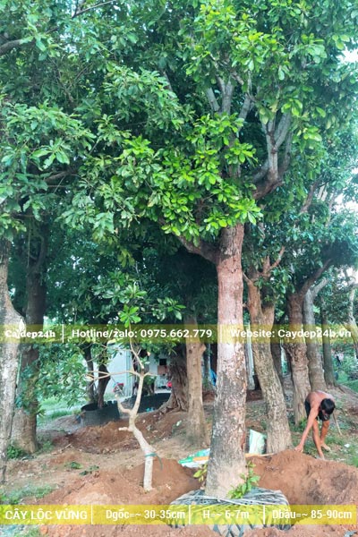 Cây cao gần chục mét, cành tán đẹp, đường kính gốc khoảng 35cm