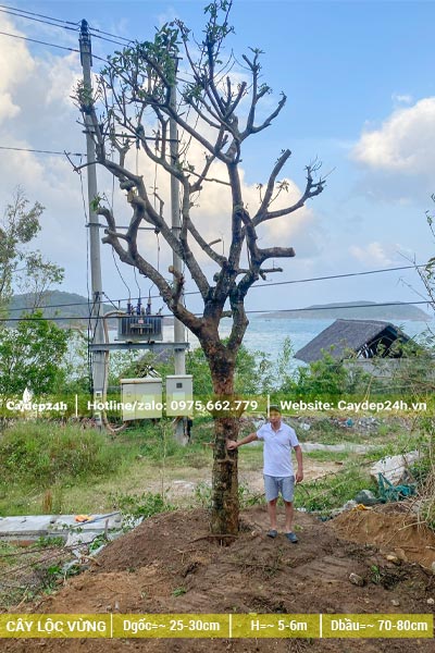 Lộc Vừng cổ thụ cao 6m, đường kính gốc hơn 30cm