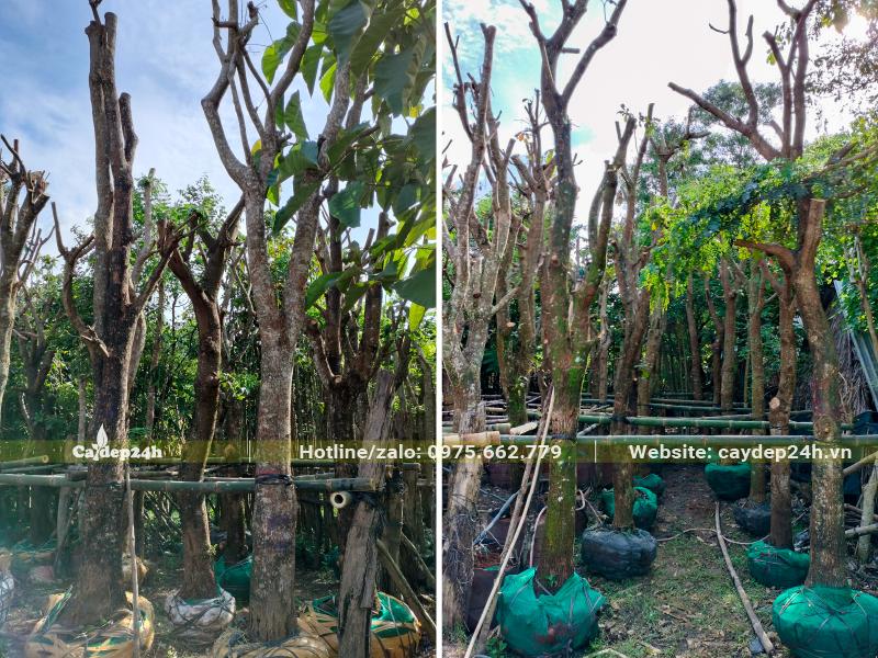 Những hàng Lộc Vừng cổ thụ đã bọc sẵn bầu