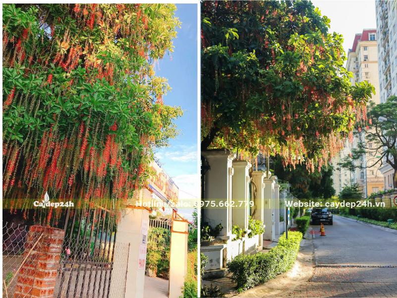 Lộc Vừng đang cho ra