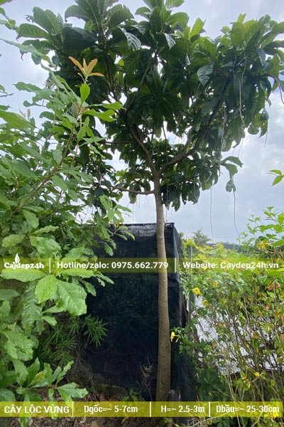 Cây Lộc Vừng nhỏ, chiều cao khoảng 2,5m