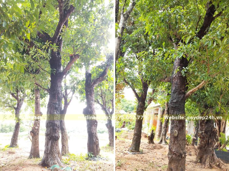 Những cây Lộc Vừng đại thụ hàng chục năm tuổi, vanh 90