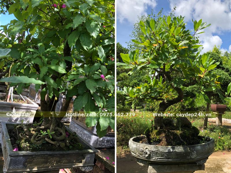 Lộc vừng bonsai cao hơn 1m trồng trong chậu đá