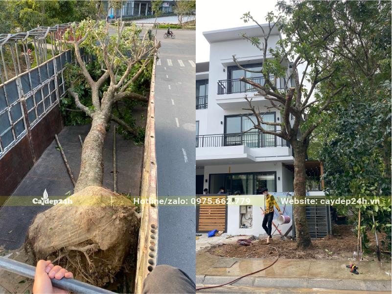 Trồng cây Lộc Vừng trước cổng nhà biệt thự