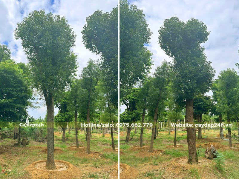 Vườn dưỡng ủ cây Long Não công trình vanh 100 - 120