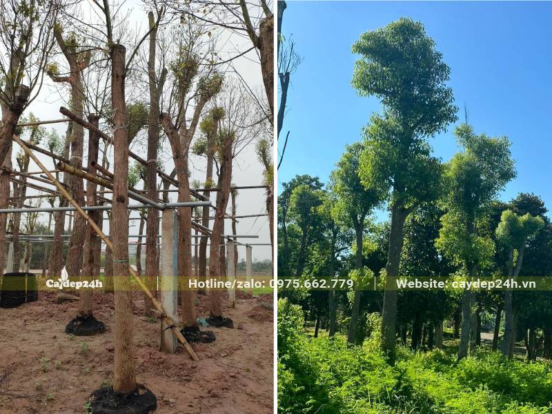 Cây trước khi dâm ủ được tỉa bỏ hết tay cành, sau 2 năm bộ thán mới ra đẹp và xanh tươi