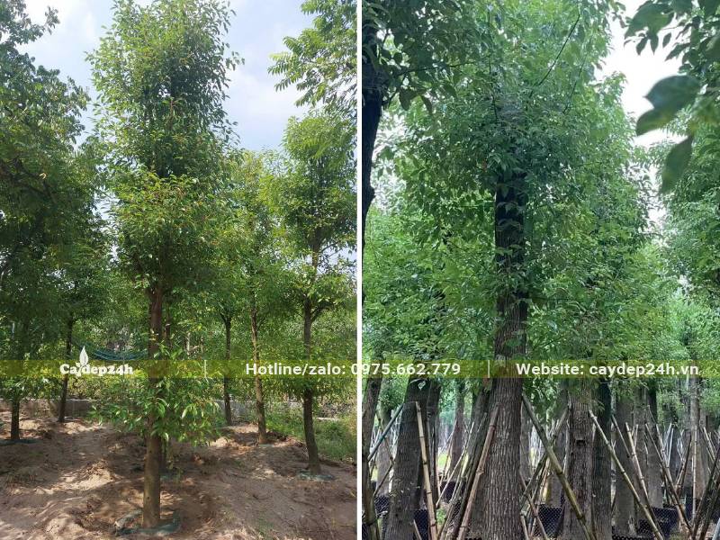 Vườn cây Long Não đại thụ, thân thẳng cao vút 5 - 6m