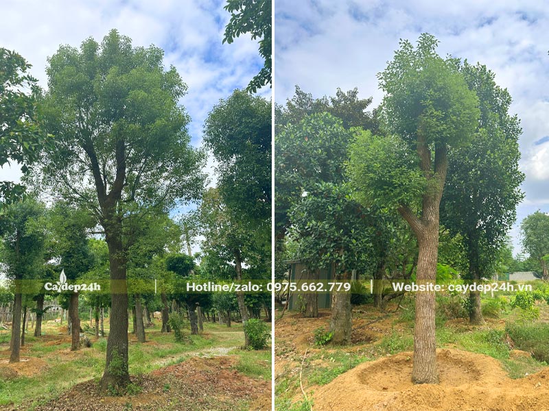 Những cây Long Não mới dâm ủ, chiều cao 4 - 5m