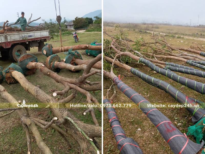 Hàng chục cây Long Não thân cao 4 - 5m, đk gốc 20cm