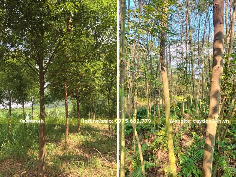 Vườn Long Não nuôi trồng số lượng lớn chuyên cung cấp cho các công trình đô thị