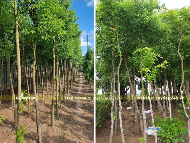 Vườn trồng cây Long Não số lượng lớn, kích thước đường kính 5cm, cây đánh thẳng