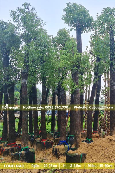 Tiến hành dâm ủ số lượng lớn cây Long Não lâu năm, đk gốc 25cm