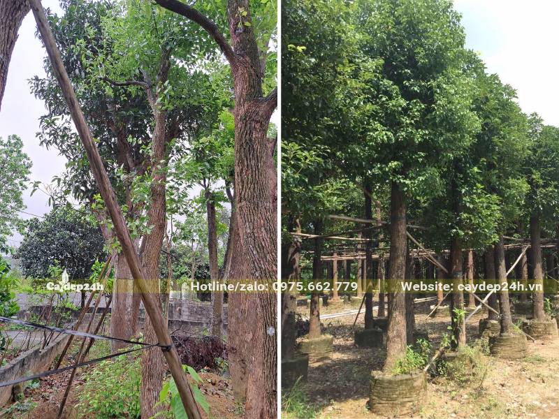 Vườn dâm ủ cây Long Não lâu năm trong bầu nổi đường kính 30 - 40cm