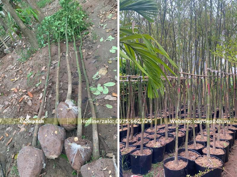 Long Não đường kính 3 - 5cm bứng thẳng và chuyển sang dâm ủ trong bầu