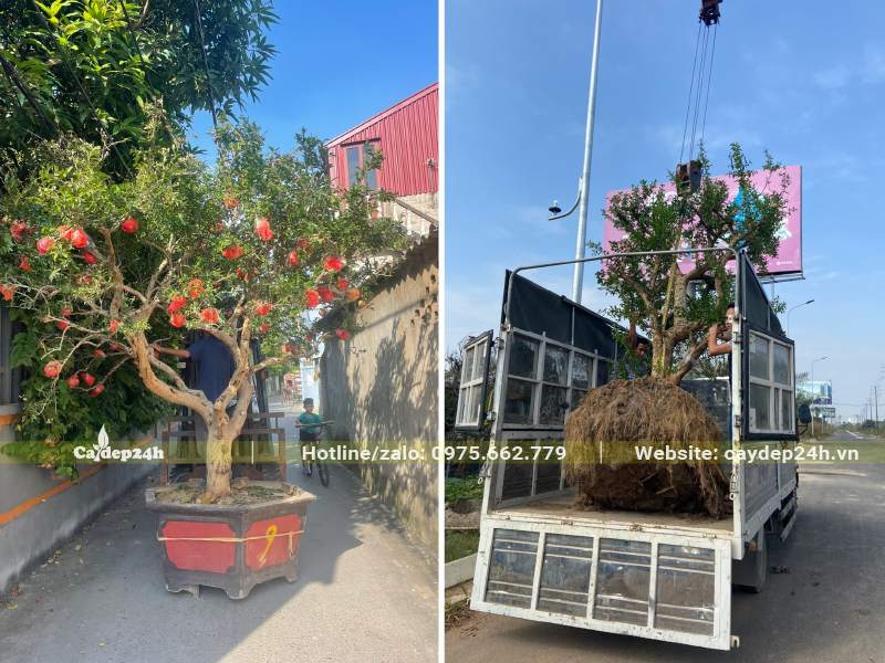 Xe tải chở 1 cây Lựu cổ thụ bonsai trồng trong chậu cảnh