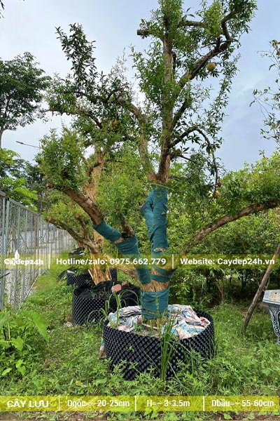 Lựu cổ thụ vanh 40, đk gốc 20, cao khoảng 3m