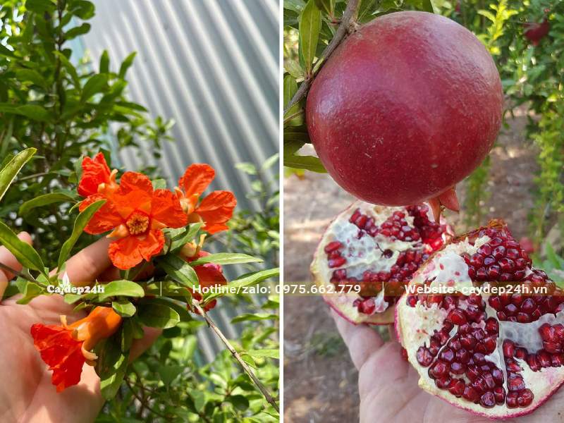 Cây Lựu phong thủy hợp với người mệnh Hỏa