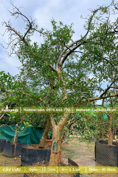 Chiêm ngưỡng cây Lựu công trình dưỡng ủ lâu năm, đường kính gốc 15cm