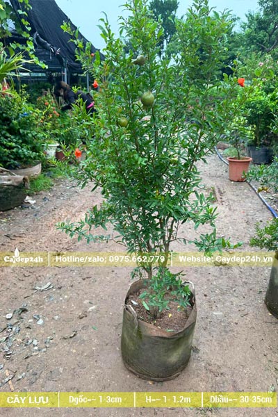 Lựu đỏ giống nguyên bầu