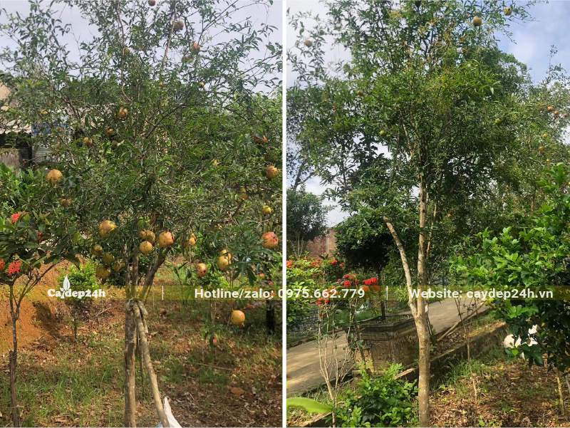 Vườn chuyên canh Lựu Ta, cây cao hơn 2m, đường kính gốc 3 - 5cm