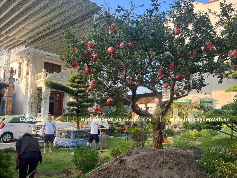 Trồng cây Lựu bonsai cổ thụ, gốc khủng với đường kính 20cm