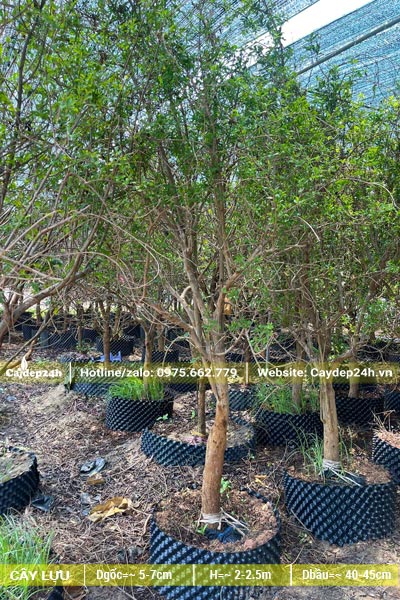 Vườn dưỡng số lượng lớn cây Lựu ăn quả lâu năm