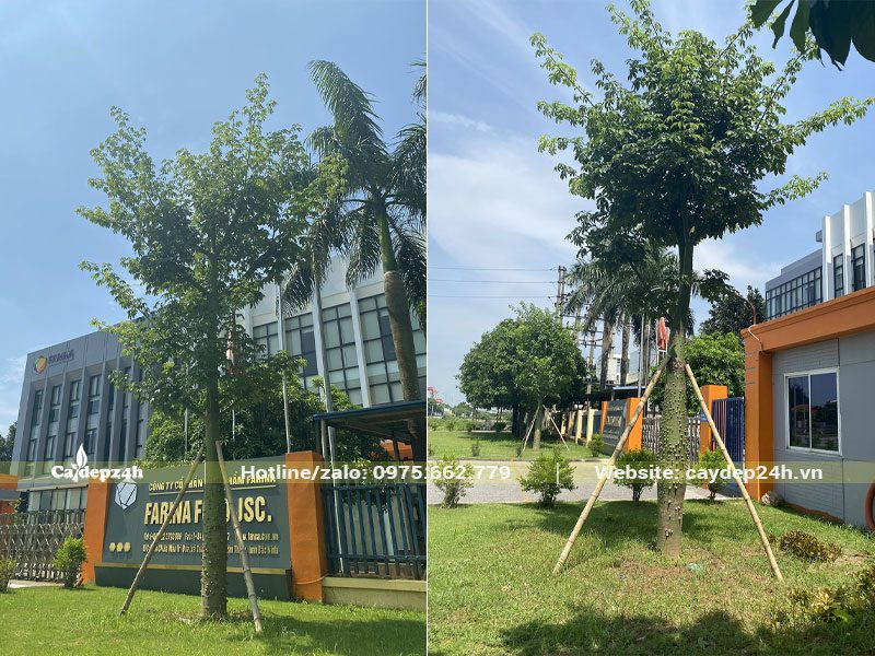 Cây Mỹ Nhân trồng được 2 tháng đã phá triển ổn định, bộ tán ra đẹp