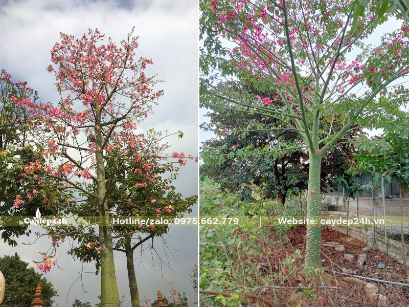 Những cây Mỹ Nhân lâu năm, kích thước lớn, hoa đang nở rực khắp cành tán