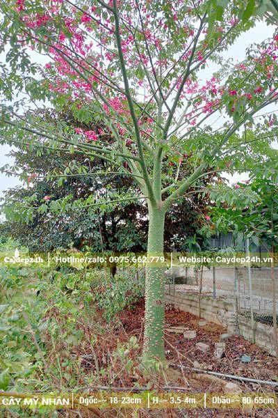 Một cây Hồng Mỹ Nhân đang nở rộ hoa, cây trồng lâu năm có đk gốc khoảng 18 - 20cm