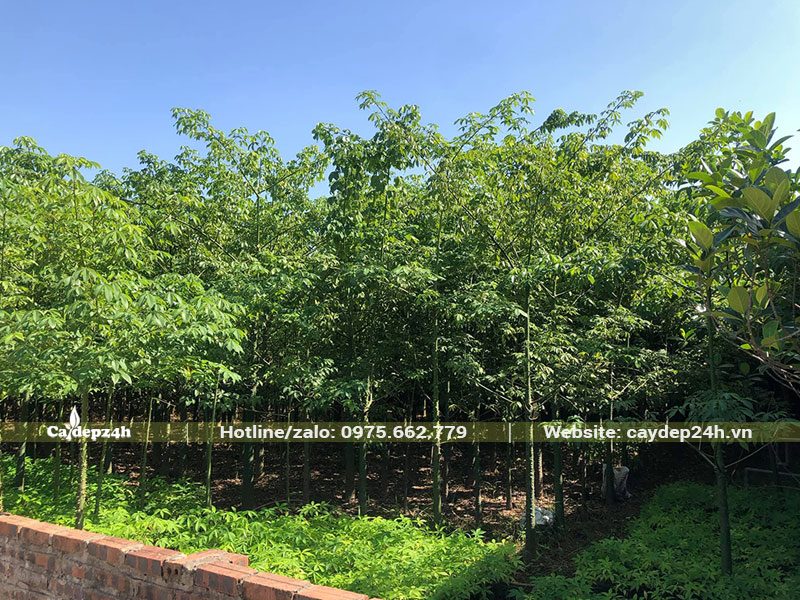 Vườn cây hoa Mỹ Nhân trưởng thành, cao 2,5 - 3m