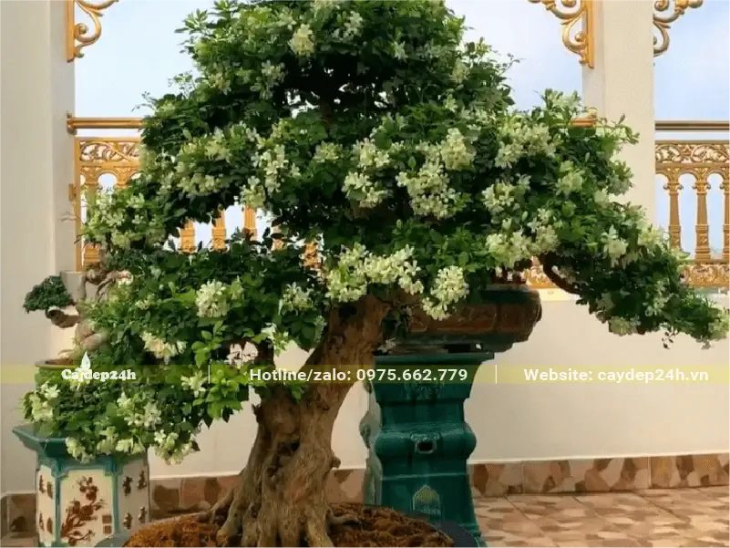 Nguyệt Quế bonsai, đường kính gốc lên đến 15cm