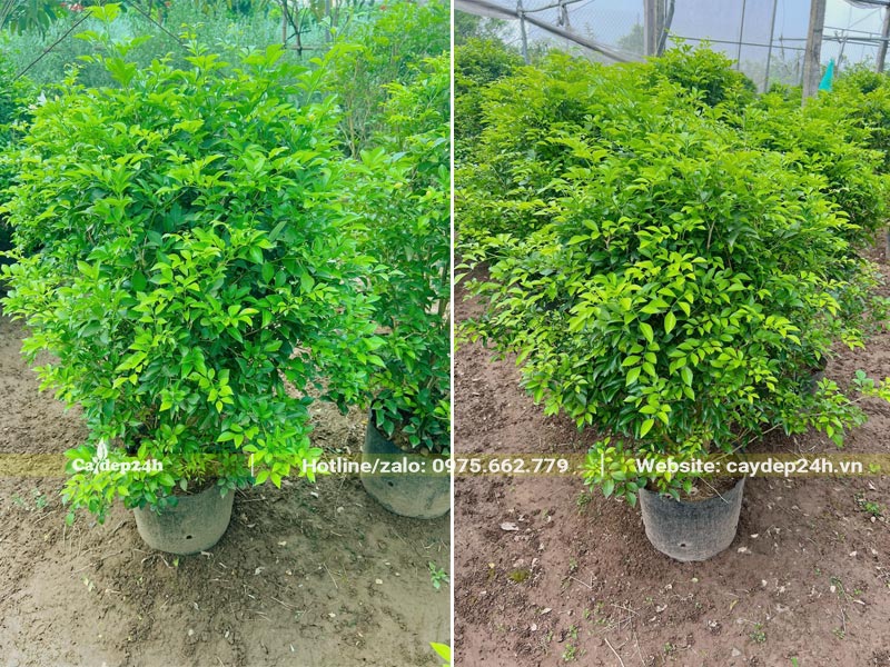 Vườn dưỡng Nguyệt Quế trồng sẵn trong bầu, chiều cao khoảng 50cm