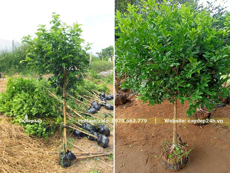 Thu hoạch gần 100 bầu cây Nguyệt Quế cao hơn 1m, đk gốc 2 - 3cm