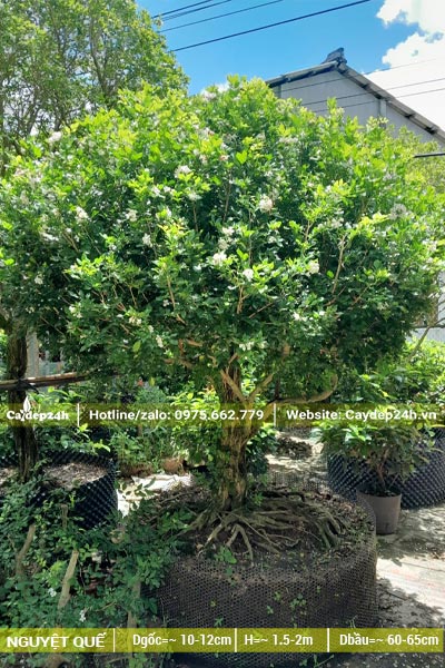 Cây Nguyệt Quế cổ thụ, chiều cao hơn 1m