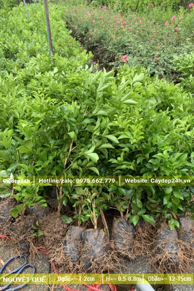 Cây giống Nguyệt Quế cao 40cm