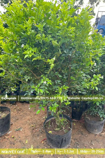 Nguyệt Quế trưởng thành, đường kính bầu 18 - 20cm