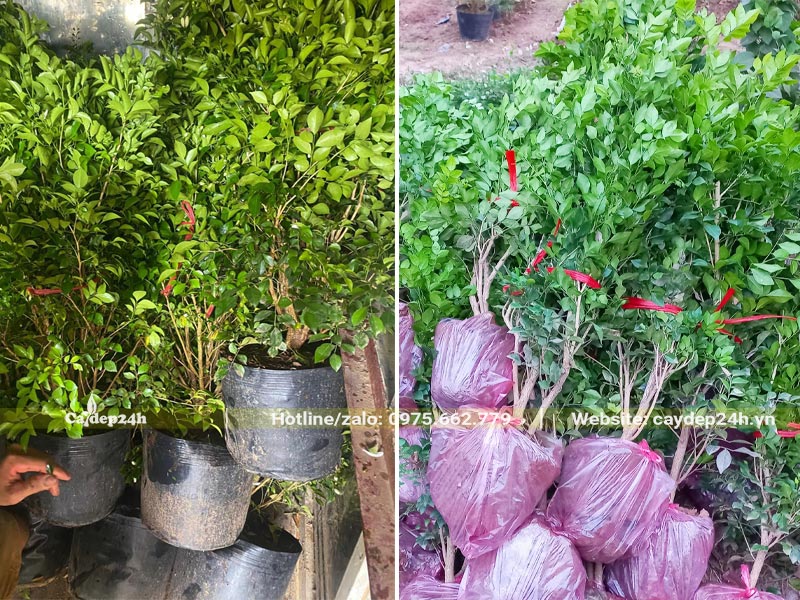 Cây Nguyệt Quế giống, chiều cao từ 30 - 40cm