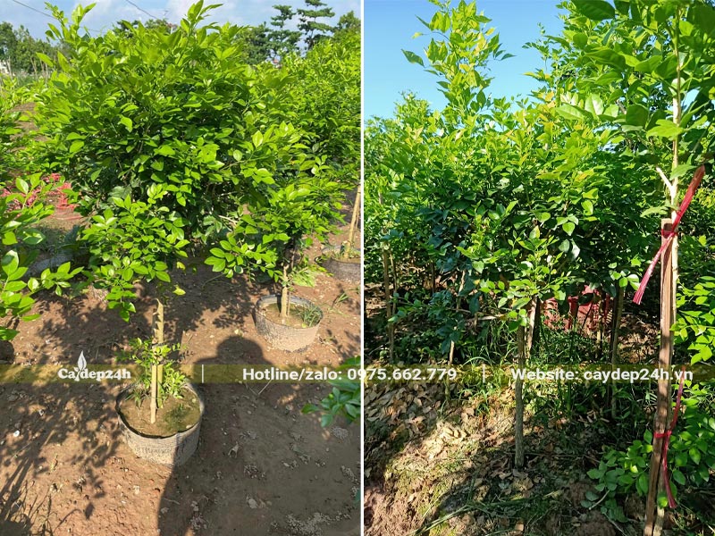 Nguyệt Quế đang hình thành bộ khung tán ổn định, cao khoảng 1m