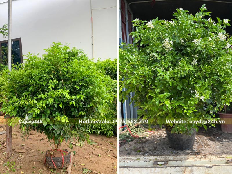 Chuyển số lượng lớn cây Nguyệt Quế trưởng thành, cao 1m cho khách hàng tại Hà Nội