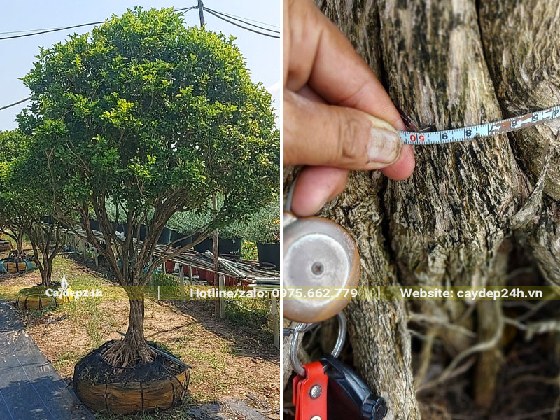 Đo kích thước vanh của cây Nguyệt Quế lâu năm